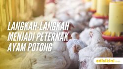 Jernihkan Tujuan Sebelum Berbisnis Jual Ayam Potong: Langkah-Langkah Menjadi Peternak Ayam Potong