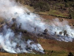 Pembukaan Lahan Gambut dengan Cara Membakar Dinilai Berbahaya: Ancaman Ekologis Lebih Besar dari Manfaatnya